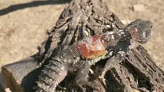 Reptile Care - iguanas.                    C. alfredschmidti & C. defensor.