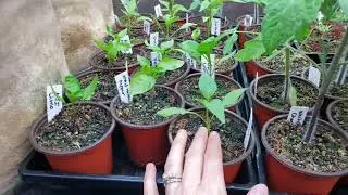 How to Harden off Seedlings Before Transplanting to Prevent Transplant Shock