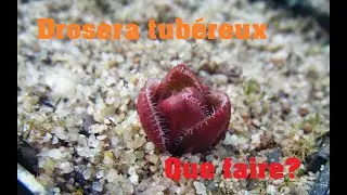 Les Drosera tubéreux, facile ou difficile?
