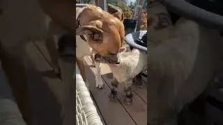 Lamb Forms Inseparable Bond With Dog After Mother Rejects Her at Birth