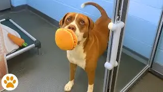 Shelter Dog Refused To Go Anywhere Without Her Stuffed Toy
