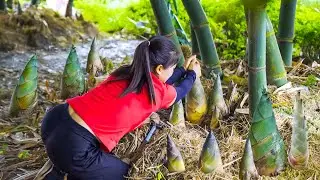 Panen Bambu Muda, Jual di Pasar, Memasak & Merawat Unggas | Panen Ánh Vy