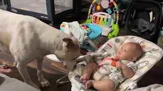 ROXY SNIFFING ON HUNTER #baby #dog #doglover #shorts #reels