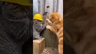 Two cats want to work together 🤣 #shorts #cat #animals