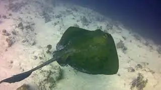Fantail Stingray
