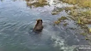 94 and cubs snorkeling and eating clay (geophagy) 10/4/2020