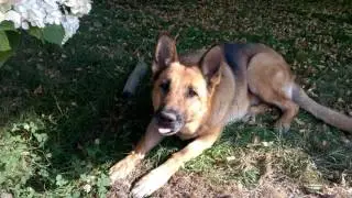 Hey you look at me!  Zara the German Shepherd