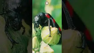 High Magnification Macro View of Hycleus Beetle with Orange and Red Stripes