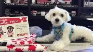 Vet Day & Pet Store fun