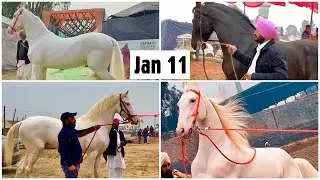 Muktsar Mela Jan 11, 2023 Vlog | Maghi Horse Fair Ghoda Mandi Punjab