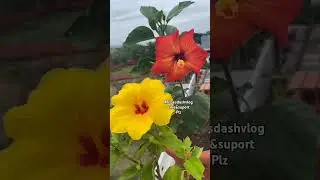 Beautyfull flower 🌺🧡 #song #music #newsong #virial #shortfeed2025#ytubepost#ytshtudio#fallow4fallow