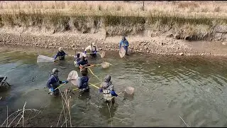 Native Fish Salvage
