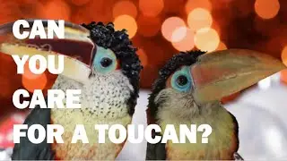 Ключевые моменты при выборе тукана: советы эксперта Кимберли Перри из Toucan Teach
