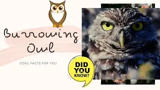 Burrowing Owl facts 🦉 found throughout open landscapes of North and South America