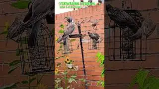 Percy vs the Starlings &ndash; When feeder drama gets real! #backyardbirds #birdcommunity #wildlife