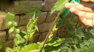 Experiment on plant through explosion ☠️☠️
