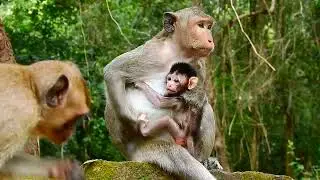 Cute baby monkey asking mom for milk!