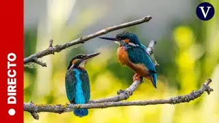 Las aves y la biodiversidad como claves para la sostenibilidad