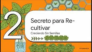 Hidroponía en Casa