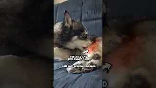 This is one habit that keeps my dog healthy for the long run 🐶