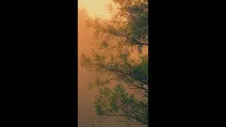 Mist & Rain 🌧️ Vertical 4K HDR | Foggy Forest Rain Sounds for Deep Relaxation