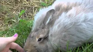a bunny being petted.