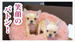 「いってらっしゃい」ボブ君の新しいはじまり【フレンチブルドッグ】