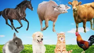 Farm Animal Sounds and Nature Ambience &ndash; Relaxing Audio for Sleep, Focus, and Inner Calm