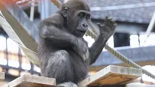 春の総集編１（2021年）赤ちゃんゴリラのドラミング特集【京都市動物園、ニシゴリラの家族】