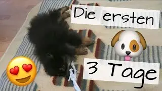 Die ersten 3 Tage mit Welpe - Vlanuar #9 - FOXILOVES