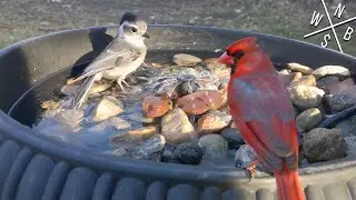 iKucheLife Bird Bath De-icer & Fountain - Setup & Review