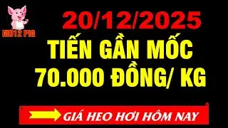 Gi&aacute; heo hơi h&ocirc;m nay 20/12/2025 | TIẾN GẦN MỐC 70.000 ĐỒNG/ KG | md12pig #giaheohoihomnay #giaheohoi