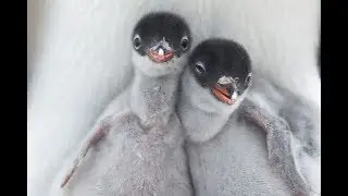Top 17 Funny Viral Animal Selfies That Will Make You LOL - Hilariously Cute Photos Compilation Ever!