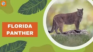 FLORIDA PANTHER | A Majestic and #endangered  Species