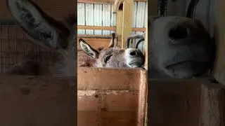 King of the farm Barney! #shorts #onehappyassfarm #farmlife #king #animals #donkey #handsome #cute