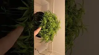 Gorilla Cookies auto flower day 55 by Fast Buds!!!!