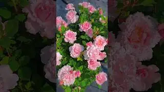 Beautiful pink rose garden