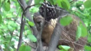 giant tree rat sighting
