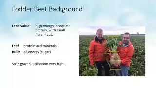 AHDB Beef and Lamb & Dairy: Fodder Beet for Dairy Cattle