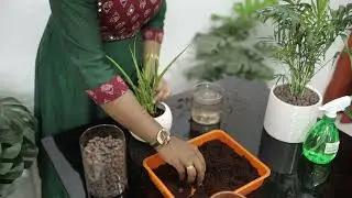 Repot plants
