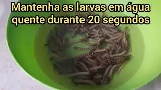 Como desidratar larvas de tenebrio