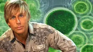Chlorella, Spirulina, Algae, Pond Scum- Good or Bad?