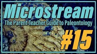 Green River Fossil Fish | Microstream #15
