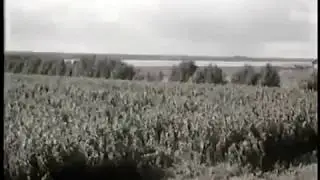 Музыка и протоплазма растений