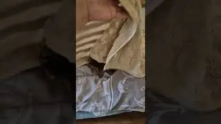 #dune #cat #catfunny #catlover #catvideos #pets #adorably #funnycatvideos #cute #kitten #shorts