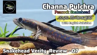 Channa Pulchra ගැන සිංහලෙන් -Basic Information & Care Guide (Sinhala Review) 👌❤️- With English Subs