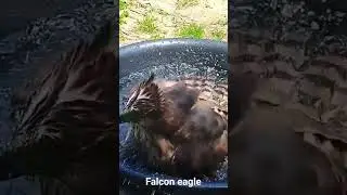 #eaglefalcon