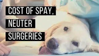 What's behind the cost of spay, neuter surgery
