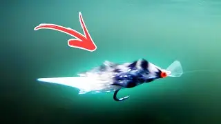 FLY TYING: Articulated Streamer 🔥 (Wiggle Minnow by Daniel Bergman)