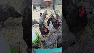 КУРЫ ПОРОДЫ АВСТРОЛОП #chicken #farming AVSTOLOP #backyardchickens #animals #farm #животные